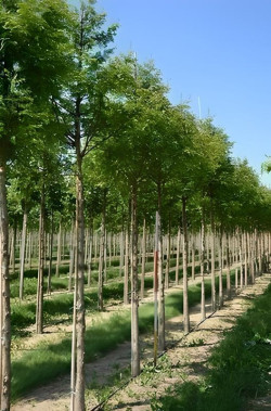 METASEQUOIA glyptostroboides Motte tige hauteur du tronc 190-210 cm circonférence du tronc 14-16 cm