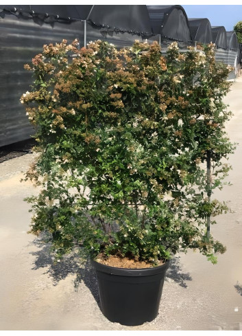 ABELIA grandiflora En pot de 35-50 litres forme espalier hauteur 180 cm - largeur 100 cm