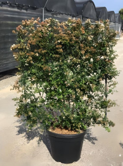 ABELIA grandiflora En pot de 35-50 litres forme espalier hauteur 180 cm - largeur 100 cm