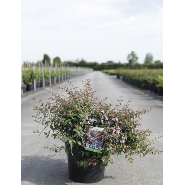 ABELIA EDWARD GOUCHER En pot de 7-10 litres buisson hauteur 040-050 cm