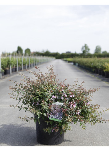 ABELIA EDWARD GOUCHER En pot de 7-10 litres buisson hauteur 040-050 cm