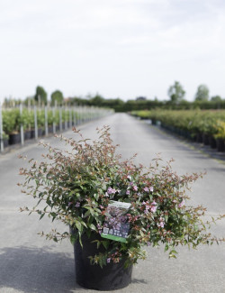 ABELIA EDWARD GOUCHER En pot de 7-10 litres buisson hauteur 040-050 cm