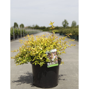 ABELIA FRANCIS MASON En pot de 10-12 litres buisson diamètre 040-050 cm
