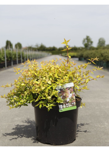 ABELIA FRANCIS MASON En pot de 10-12 litres buisson diamètre 040-050 cm