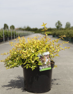 ABELIA FRANCIS MASON En pot de 10-12 litres buisson diamètre 040-050 cm