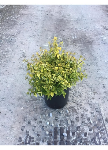 ABELIA KALEIDOSCOPE En pot de 7-10 litres buisson diamètre 050-060 cm