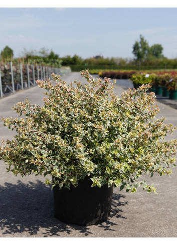 ABELIA grandiflora SPARKLING SILVER En pot de 15-20 litres buisson diamètre 080-100 cm