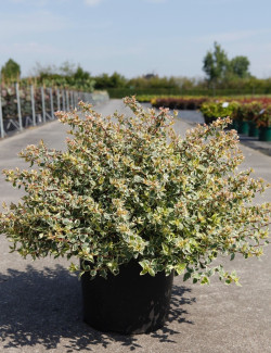 ABELIA grandiflora SPARKLING SILVER En pot de 15-20 litres buisson diamètre 080-100 cm