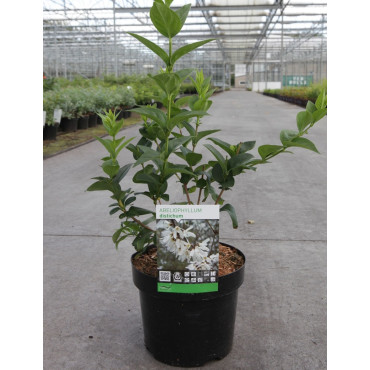 ABELIOPHYLLUM distichum En pot de 3-4 litres buisson hauteur 020-030 cm