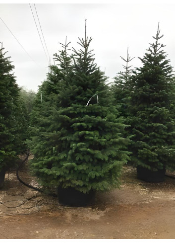 ABIES nordmanniana En pot de 150-200 litres hauteur 250-300 cm