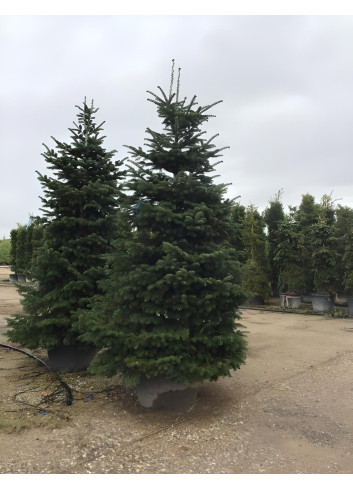 ABIES nordmanniana En pot de 280-310 litres hauteur 300-350 cm