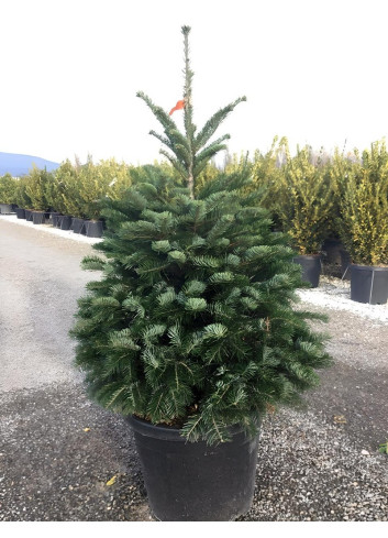 ABIES nordmanniana En pot de 30-35 litres hauteur 100-125 cm