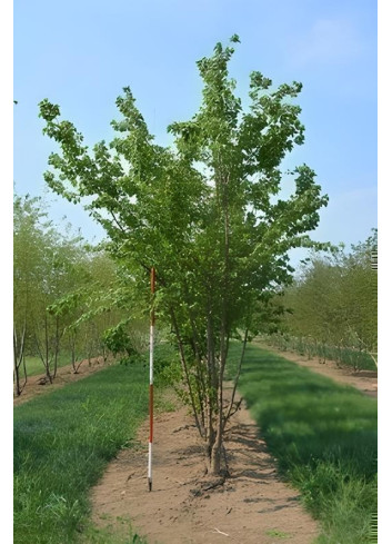 ACER buergerianum Motte cépée hauteur 300-350 cm