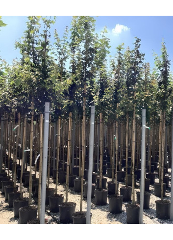 ACER campestre En pot de 25-30 litres tige hauteur du tronc 190-210 cm circonférence du tronc 08-10 cm