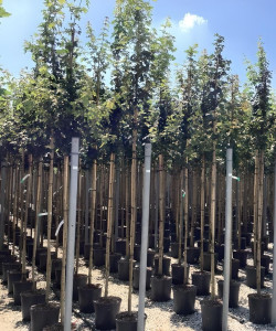 ACER campestre En pot de 25-30 litres tige hauteur du tronc 190-210 cm circonférence du tronc 08-10 cm