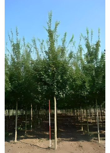 ACER ELSRIJK Motte tige hauteur du tronc 190-210 cm circonférence du tronc 16-18 cm