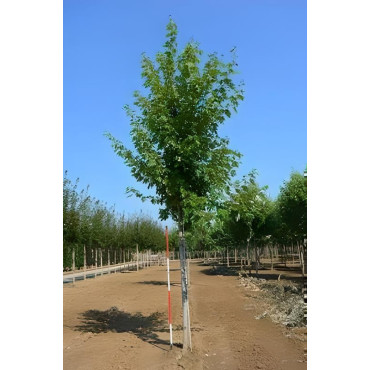 ACER freemanii AUTUMN BLAZE Motte  tige hauteur du tronc 190-210 cm circonférence du tronc 18-20 cm