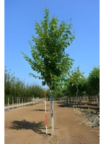 ACER freemanii AUTUMN BLAZE Motte  tige hauteur du tronc 190-210 cm circonférence du tronc 18-20 cm