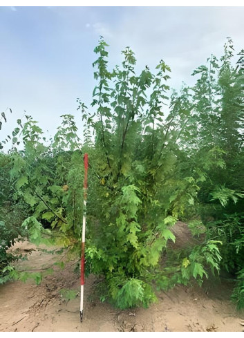 ACER freemanii AUTUMN BLAZE Motte cépée hauteur 200-250 cm