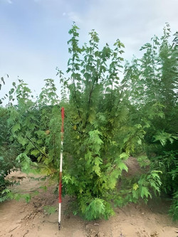 ACER freemanii AUTUMN BLAZE Motte cépée hauteur 200-250 cm