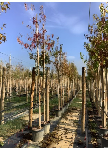 ACER ginnala En pot de 35-50 litres tige hauteur du tronc 190-210 cm circonférence du tronc 10-12 cm