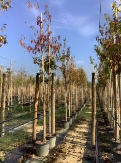 ACER ginnala En pot de 35-50 litres tige hauteur du tronc 190-210 cm circonférence du tronc 10-12 cm