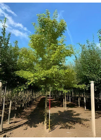 ACER negundo Motte tige hauteur du tronc 190-210 cm circonférence du tronc 18-20 cm