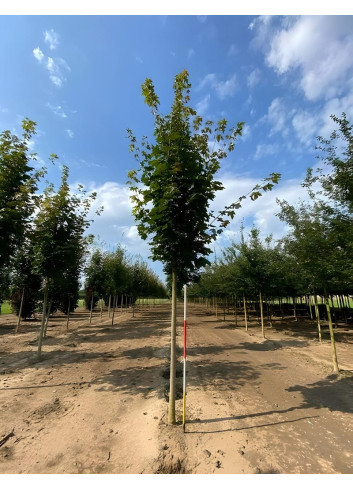 ACER platanoides COLUMNARE Motte tige hauteur du tronc 190-210 cm circonférence du tronc 16-18 cm