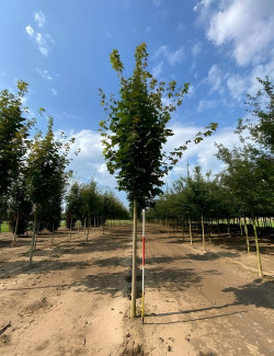 ACER platanoides COLUMNARE Motte tige hauteur du tronc 190-210 cm circonférence du tronc 16-18 cm