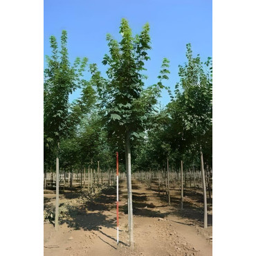ACER pseudoplatanus Motte tige hauteur du tronc 190-210 cm circonférence du tronc 18-20 cm