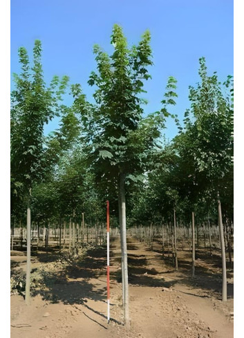 ACER pseudoplatanus Motte tige hauteur du tronc 190-210 cm circonférence du tronc 18-20 cm