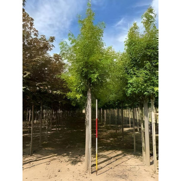 ACER saccharinum LACINIATUM WIERI Motte tige hauteur du tronc 190-210 cm circonférence du tronc 16-18 cm