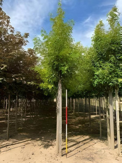 ACER saccharinum LACINIATUM WIERI Motte tige hauteur du tronc 190-210 cm circonférence du tronc 16-18 cm