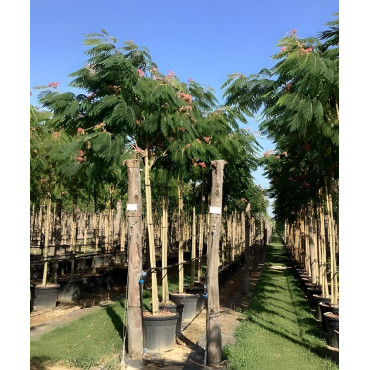 ALBIZIA julibrissin OMBRELLA En pot de 90-110 litres tige hauteur du tronc 190-210 cm circonférence du tronc 14-16 cm