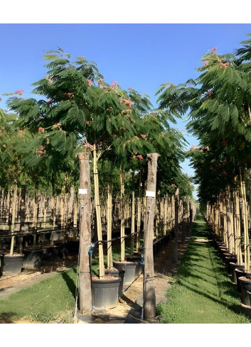 ALBIZIA julibrissin OMBRELLA En pot de 90-110 litres tige hauteur du tronc 190-210 cm circonférence du tronc 14-16 cm