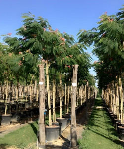 arbre-a-soie-ombrella-albizia-julibrissin-ombrella-12.jpg