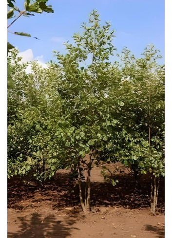 ALNUS glutinosa Motte cépée hauteur 300-350 cm
