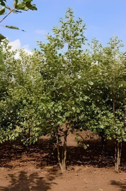 ALNUS glutinosa Motte cépée hauteur 300-350 cm