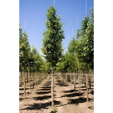 ALNUS incana Motte tige hauteur du tronc 190-210 cm circonférence du tronc 16-18 cm