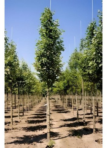 ALNUS incana Motte tige hauteur du tronc 190-210 cm circonférence du tronc 16-18 cm