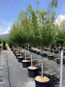 AMANDIER En pot de 70-90 litres tige hauteur du tronc 090-110 cm circonférence du tronc 14-16 cm