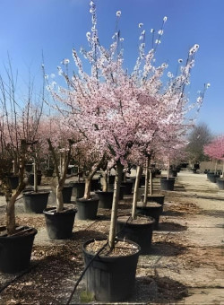 AMANDIER En pot de 110-130 litres tige hauteur du tronc 090-110 cm circonférence du tronc 20-25 cm