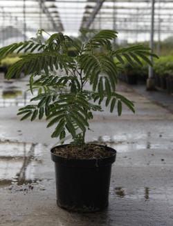 arbre-a-soie-ombrella-albizia-julibrissin-ombrella-5.jpg