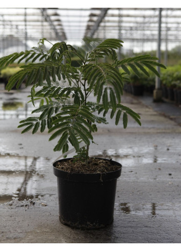ALBIZIA julibrissin OMBRELLA En pot de 10-12 litres buisson hauteur 060-080 cm