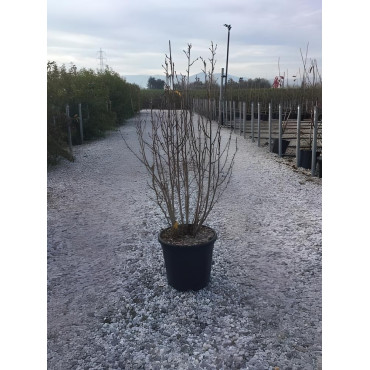 AMELANCHIER alnifolia OBELISK En pot de 15-20 litres buisson hauteur 100-125 cm