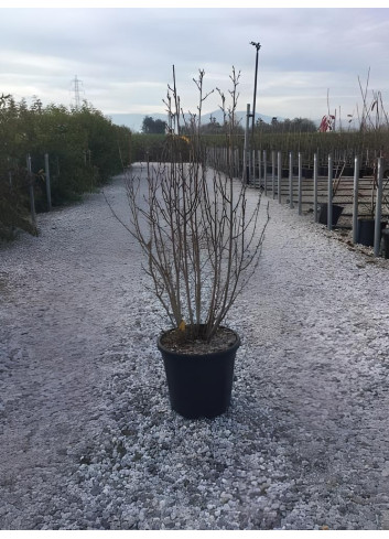 AMELANCHIER alnifolia OBELISK En pot de 15-20 litres buisson hauteur 100-125 cm