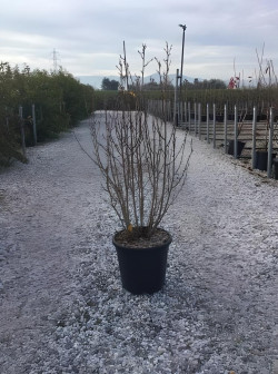 AMELANCHIER alnifolia OBELISK En pot de 15-20 litres buisson hauteur 100-125 cm