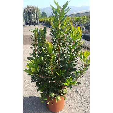 ARBUTUS unedo En pot de 7-10 litres buisson hauteur 040-060 cm