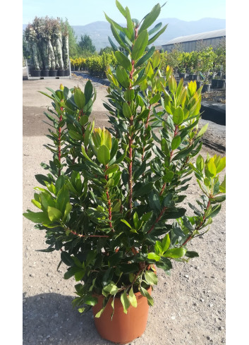 ARBUTUS unedo En pot de 7-10 litres buisson hauteur 040-060 cm