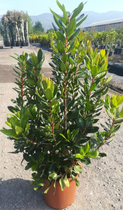 ARBUTUS unedo En pot de 7-10 litres buisson hauteur 040-060 cm